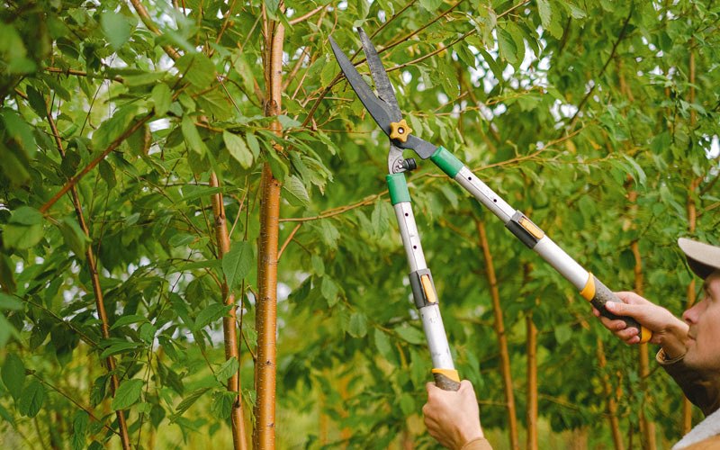 Tree trimming in China Spring, TX