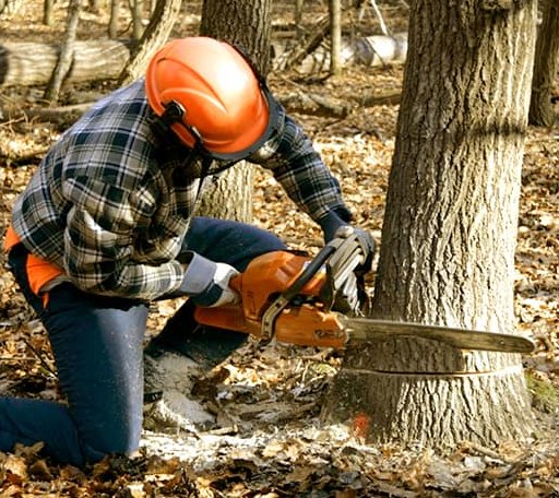 Tree Removal in China Spring, TX